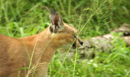 动物视频,捕捉自然之美瞬间