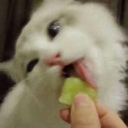 吃瓜少女猫娱乐